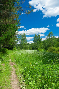 夏季景观