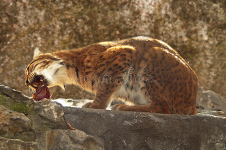 外套 山猫 哺乳动物 食肉动物 自然 喂养 野兽 动物 猞猁