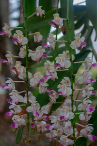 树上的野生兰花花