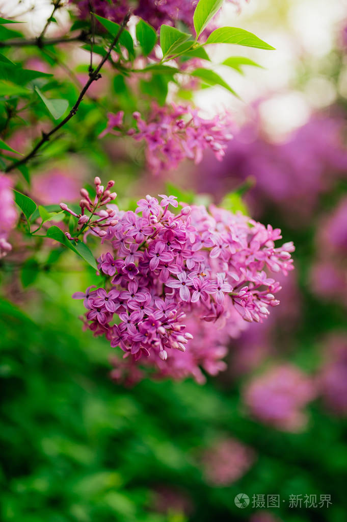 紫丁香在树上的花分枝