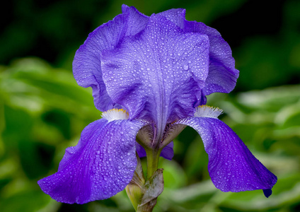 紫雨雨覆盖紫罗兰虹膜照片