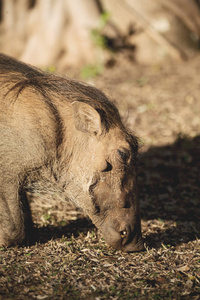 在南非野生动物保护区和疣猪