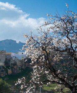 绽放杏仁树和对山和山春日在周围的哈恩，西班牙安达卢西亚自治区的背景