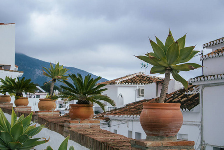 棕榈树和房子植物在花盆里，站在屋顶在传统地中海白色西班牙小村，塞维利亚，西班牙安达卢西亚自治区