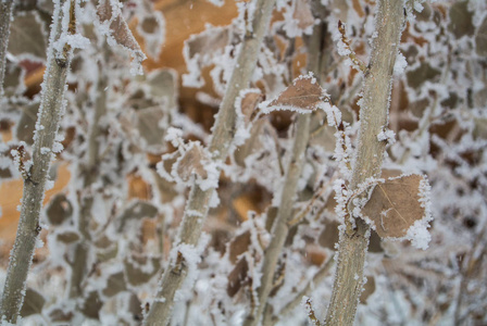 亚美尼亚高加索山脉覆盖着雪和霜的枯叶和树枝图案