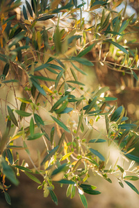 树枝和树叶的一棵橄榄树在橄榄园里