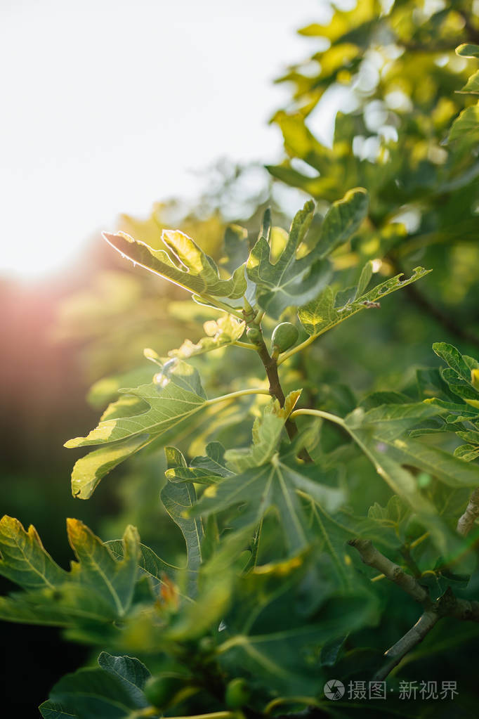 无花果树上