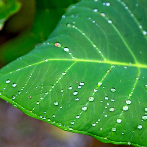 在一片雨后的叶子几滴