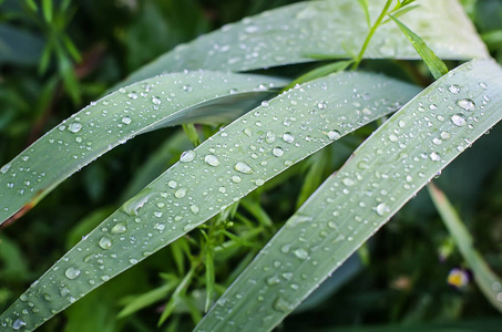 滴的雨水绿色的树叶