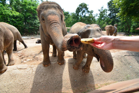 大象吃和喂养