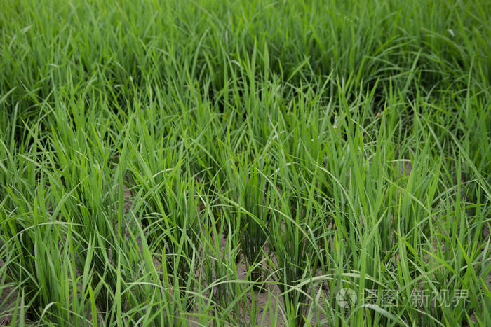 在稻田上的鲜草