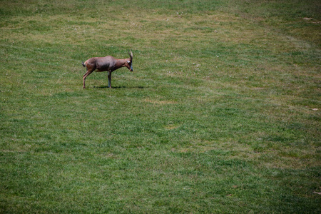 草地上的黑斑羚羚羊