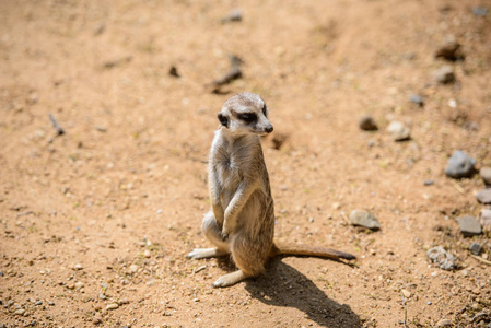 鼬 suricata suricatta，也称为沼狸。野生动物