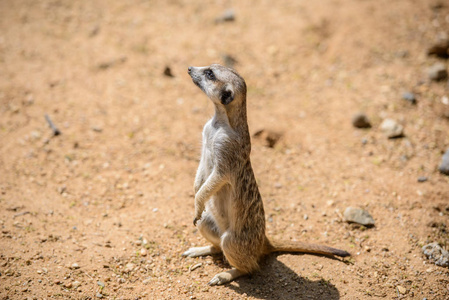 鼬 suricata suricatta，也称为沼狸。野生动物