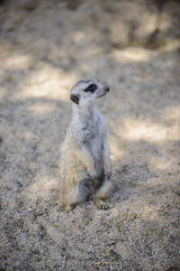 鼬 suricata suricatta，也称为沼狸。野生动物