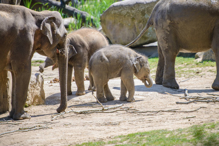 小象和他的母亲