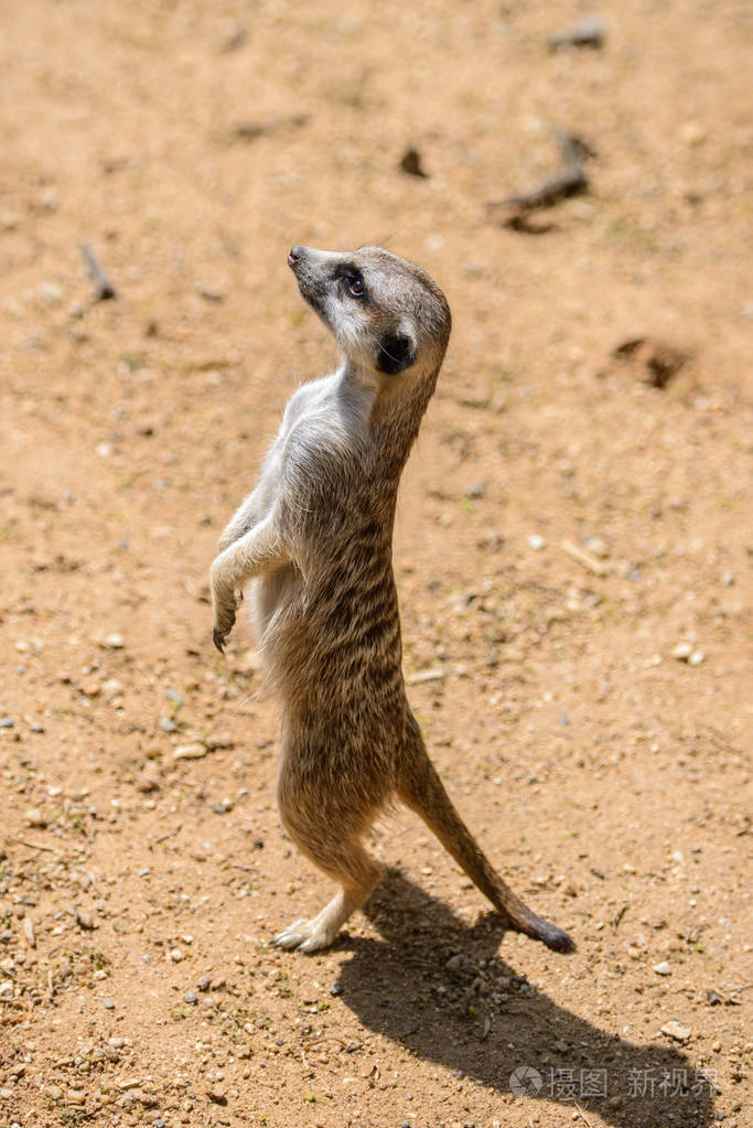 鼬suricatasuricatta也称为沼狸野生动物