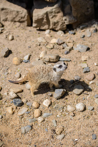 鼬 suricata suricatta，也称为沼狸。野生动物