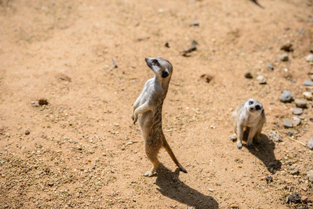 鼬 suricata suricatta，也称为沼狸。野生动物