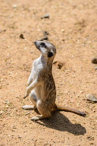 鼬 suricata suricatta，也称为沼狸。野生动物