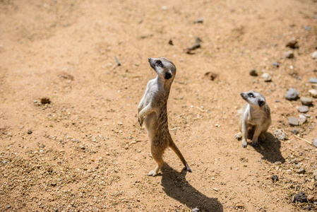 鼬 suricata suricatta，也称为沼狸。野生动物