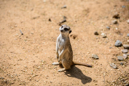 鼬 suricata suricatta，也称为沼狸。野生动物