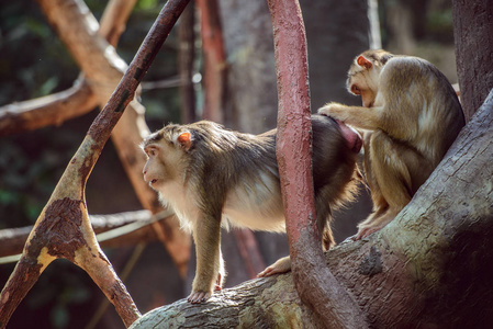 两只猴子，它们的皮毛在搜索跳蚤