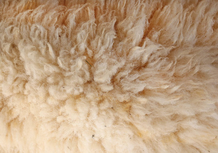 lammull羔羊毛羊毛活羊羔照片