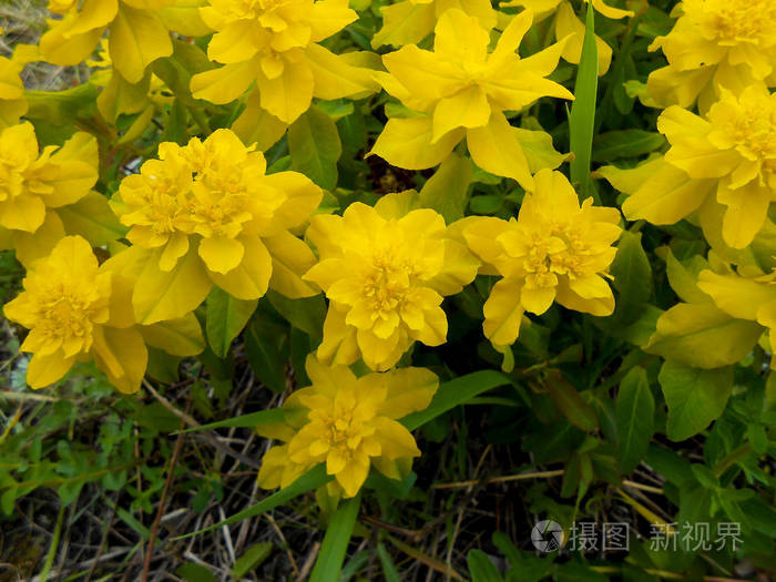 黄大戟花在草地上
