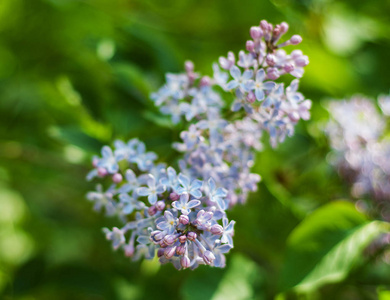 盛开的丁香花布什