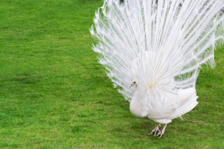 雄白孔雀是散布尾羽毛的图片