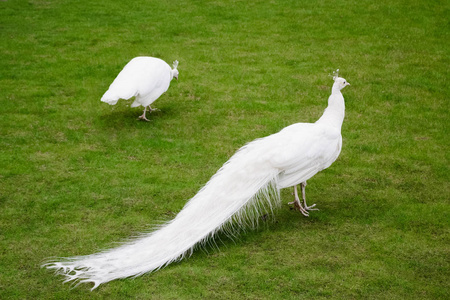 雄白孔雀是散布尾羽毛的