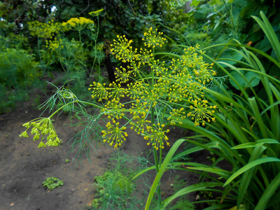 关闭背景与黄色的花在开花的灰草本植物