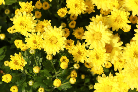 黄色菊花鲜花在花园里