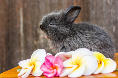 可爱的小兔子与花