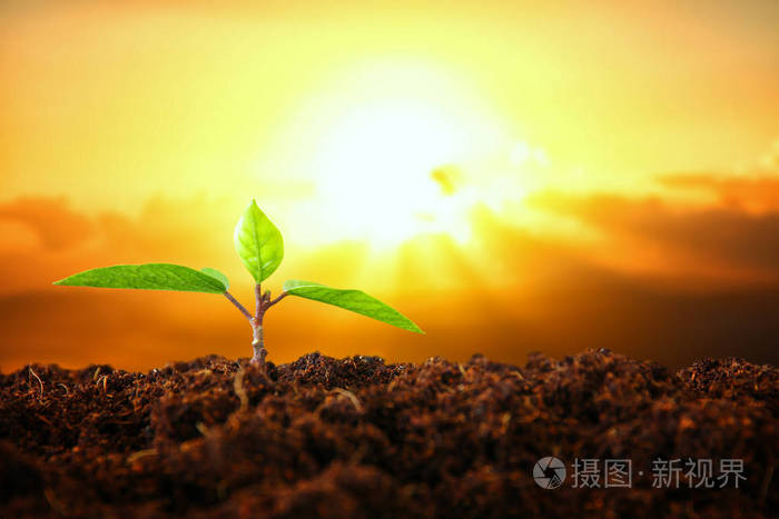 年轻的植物生长在阳光明媚的日子与景灯