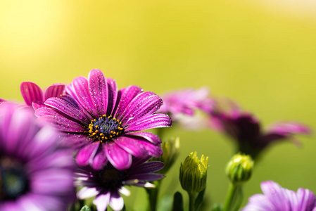 紫罗兰色粉红色 osteosperumum 朵雏菊花