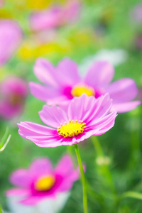 索尼粉色宇宙花在花园中的Pak花上的粉彩风格