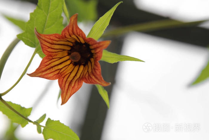 金丝雀金丝雀花从下面开花