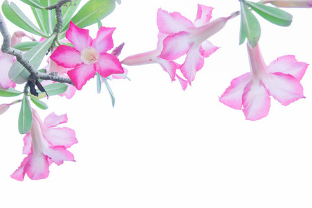 杜鹃花，白色背景的粉红色花