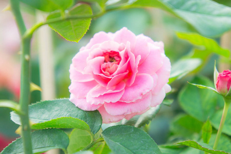 粉色的玫瑰，在公园里的花园，美丽的鲜花
