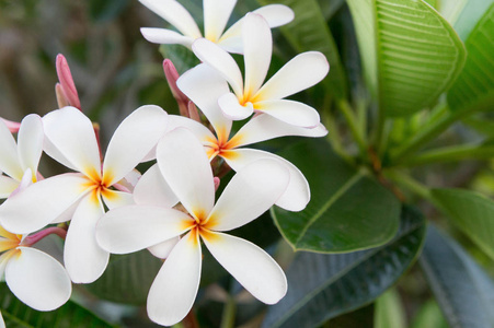 花园里的梅花白花