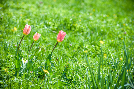 朵鲜花,盛开在花园里长满绿草为背景的自然观照片