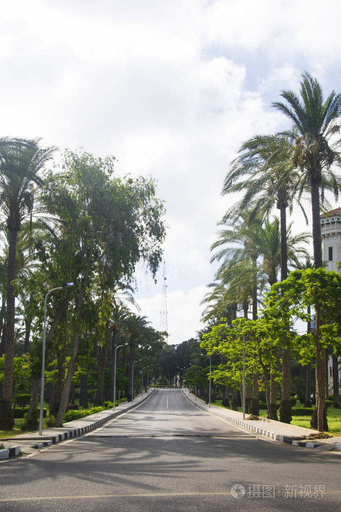 在夏天棕榈树在道路附近