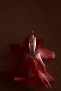 圣诞仙人掌的花朵, 一个 schlumbergera 物种, 躺在山毛榉木在不寻常的侧面照明