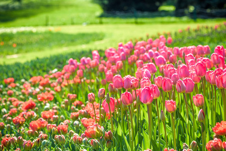 与美丽的彩色的郁金香字段在荷兰，荷兰的春天