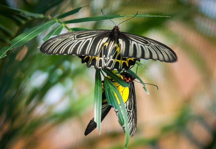 两个翅膀的昆虫图片