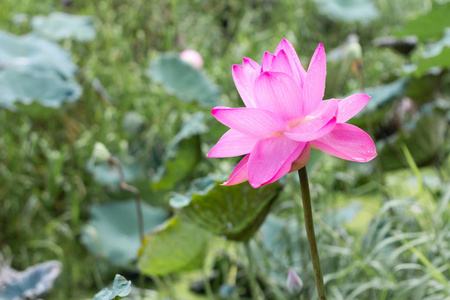 花，植物自然