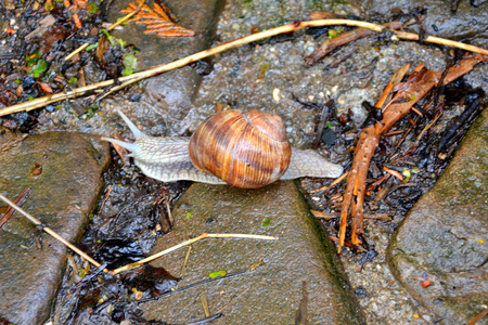 夏天雨天公园里的蜗牛