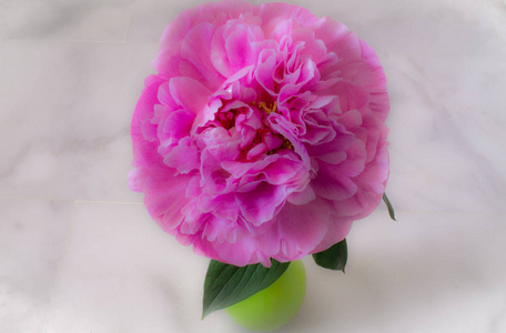 牡丹。美丽的粉红色花朵